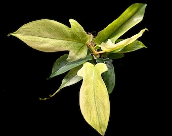 Philodendron Florida Ghost