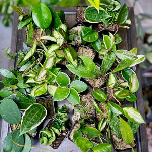 Hoya Bundle