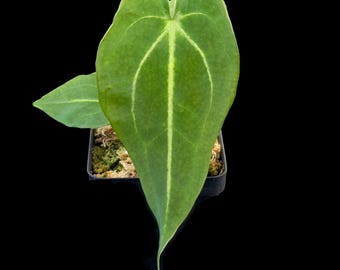Anthurium ‘Mag’s Spaghetii’ (magnificum x forgetii)