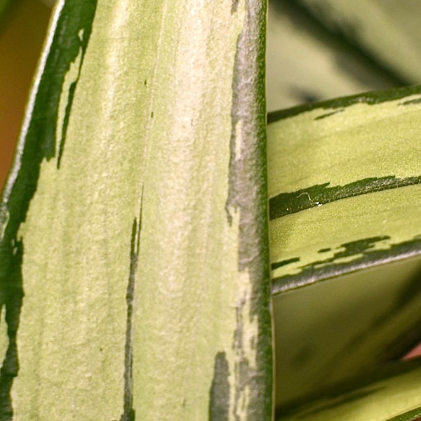 Aglaonema Cutlass Chinese Evergreen Narrow Leaf