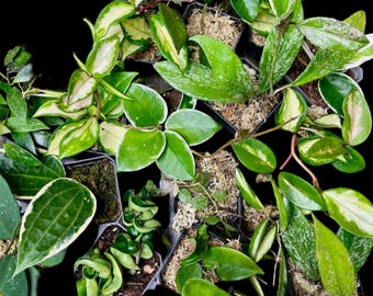 Hoya Bundle