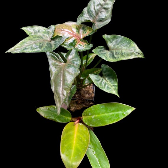 Mystery Duo House Plants - Begonia, Monstera, Syngonium, Philodendron &  More!