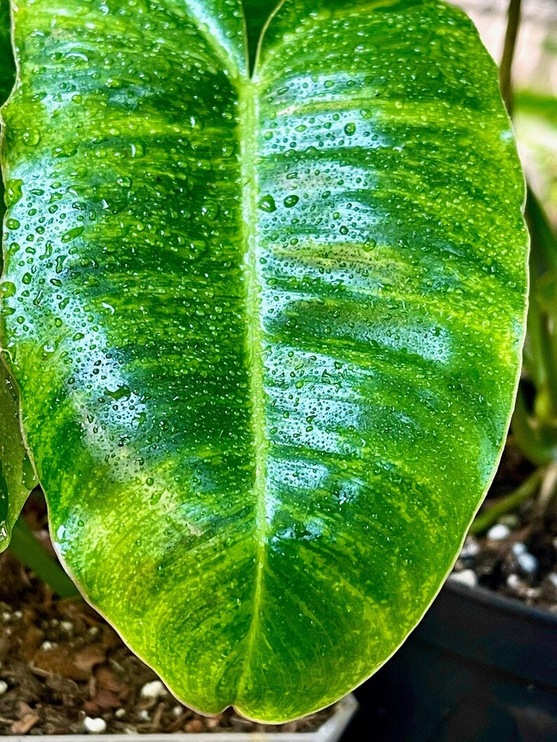 NurseryRx Philodendron Burle Marx Variegata