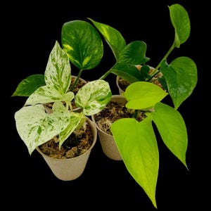 black robusta snake plant Snake Plant 'Black Robusta' 4in Pot - Low-Light Air Purifying Plant