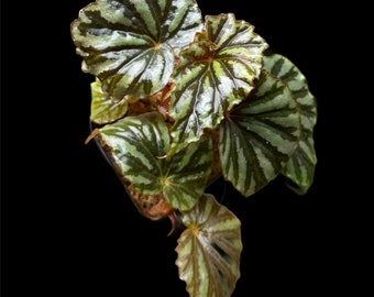 Begonia Irian Jaya