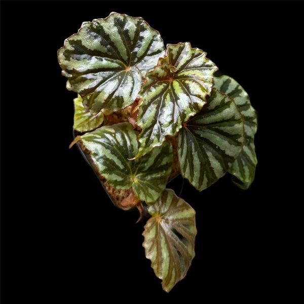 Begonia Irian Jaya