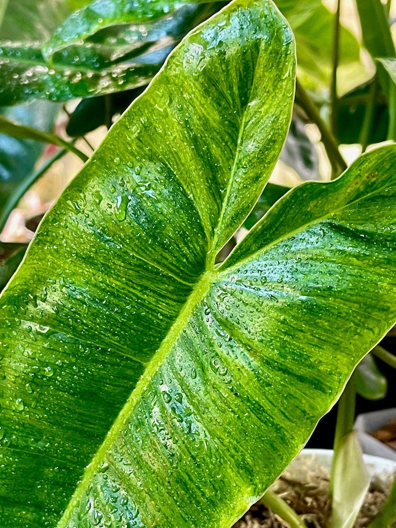 NurseryRx Philodendron Burle Marx Variegata - Thumbnail 2
