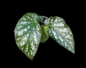 Begonia Ice Capades