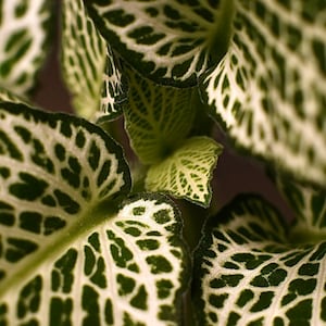 Fittonia Albivenis Nerve Plant