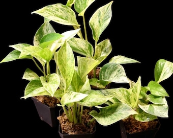 Pothos Marble