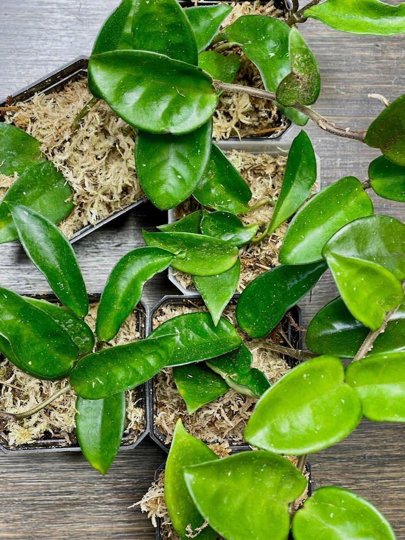 NurseryRx Hoya Carnosa Jade - Thumbnail 5