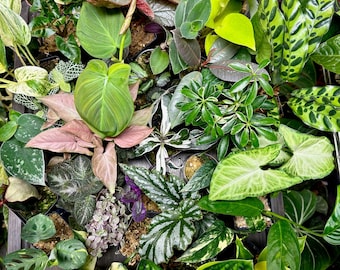 4 Houseplant Surprise Bundle Box