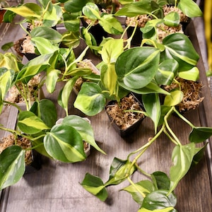 Philodendron Brasil