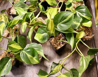 Philodendron Brasil