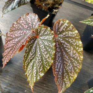 Begonia Benigo