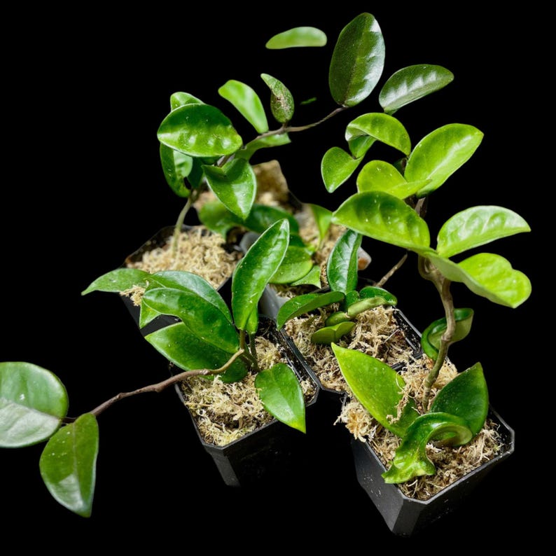 NurseryRx Hoya Carnosa Jade - Thumbnail 3