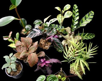 Pet Friendly Houseplant Bundle