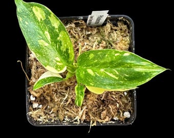 Philodendron 'Green Congo Nuclear Variegated'