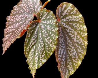 Begonia Benigo