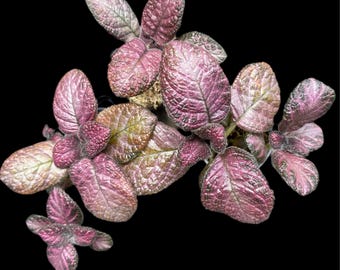 Episcia ‘Pink Acajou’