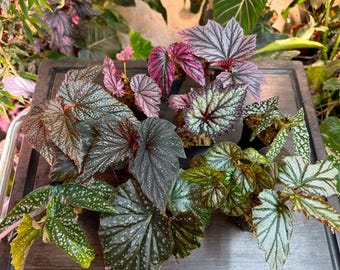 Mystery Begonia