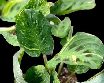 Variegated Green Maranta