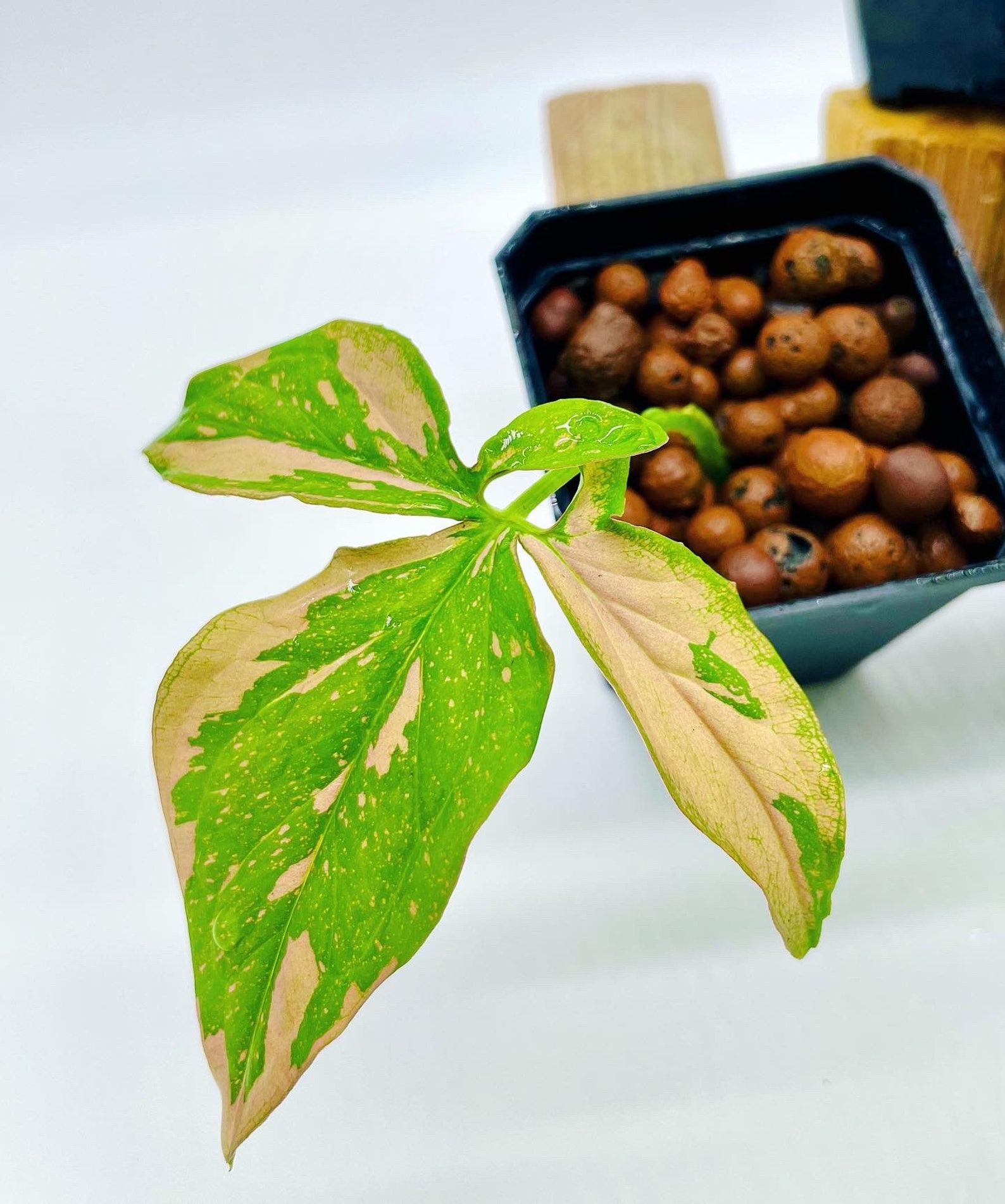 Rare Syngonium Bundle - Etsy