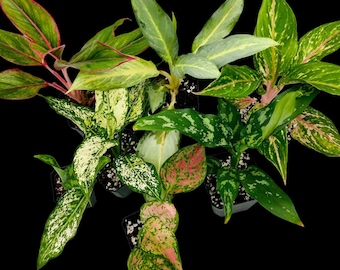 Aglaonema Bundle
