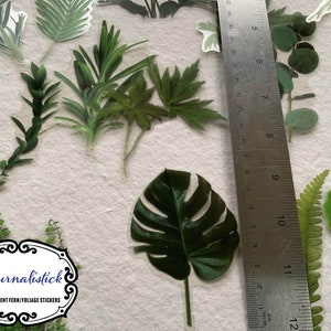 20 Ferns and Foliage transparent large sticker pack, botanical theme scrapbooking stickers, image 1