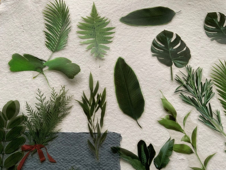 20 Ferns and Foliage transparent large sticker pack, botanical theme scrapbooking stickers, image 3