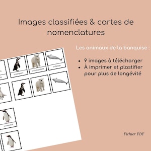 Images classifiées et cartes de nomenclature Montessori – Animaux banquise – PDF à télécharger pour enfants