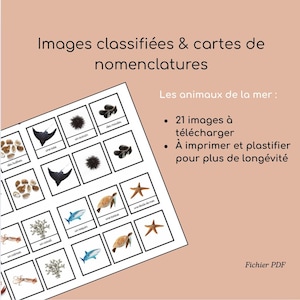 Images classifiées et cartes de nomenclature Montessori – Animaux marins – PDF à télécharger pour enfants