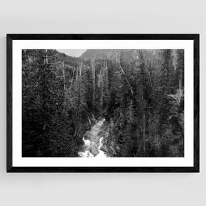 Rainforest Canyon, Vancouver Island, British Columbia, Black and White Photo, Fine Art Photography, Landscape Photography, Nature Art, Trees