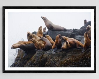 Stellar Sea Lions, Aleutian Islands, Alaska Photo, Wildlife Photo, Wildlife Print, Nature Photo, Ocean Photography, Animal Art, Rookery