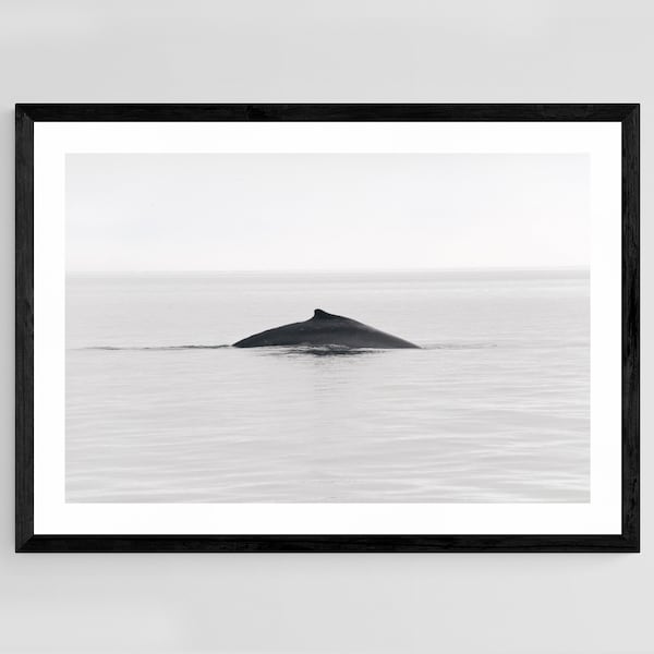 Humpback Whale, Canadian Coast, Fine Art Print, Wildlife Photography, Wildlife Print, Nature Photo, Ocean Photography, Animal Art