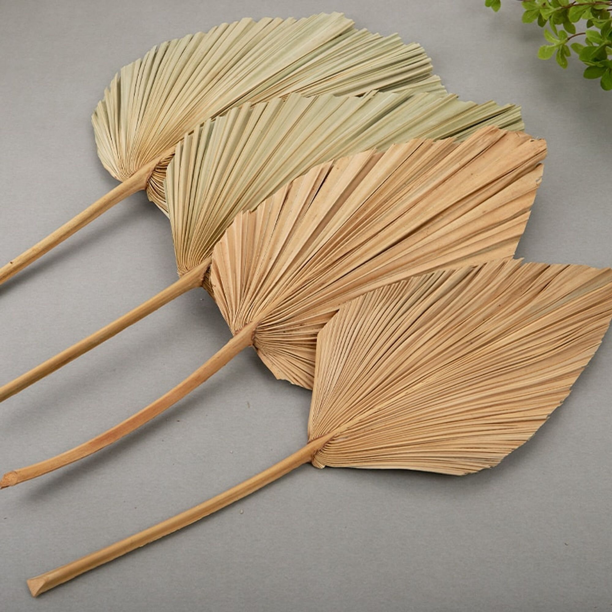 Dry Palm Leaf / palms fans/ preserved palms / palm fronds/ Etsy