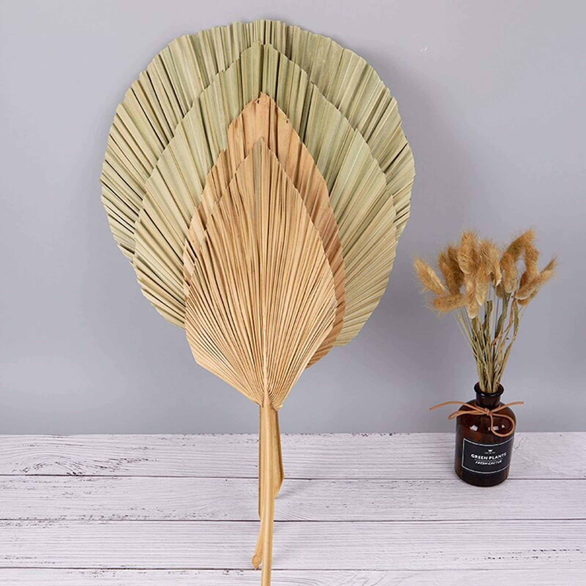 Dry Palm Leaf / palms fans/ preserved palms / palm fronds/ Etsy