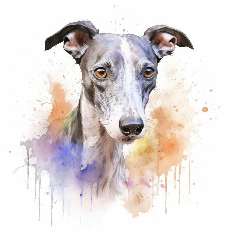 Puede incluir: Pintura acuarela de un perro whippet gris y blanco con ojos marrones. El perro est&aacute; rodeado de salpicaduras de acuarela en tonos de azul, naranja y amarillo.