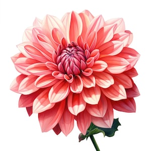 Dahlie Blumen Clipart | 10 Hochwertige JPG | Scrapbooking, Kartenherstellung, Digital Paper Craft | Kommerzielle Nutzung | Digitaler Download