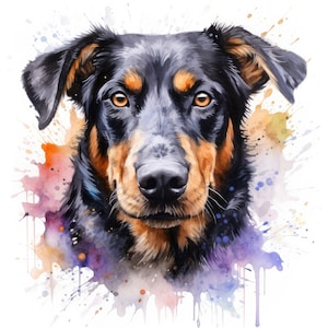 Aquarelle Beauceron Clipart | 10 JPG de haute qualité | Scrapbooking, fabrication de cartes, création de papier numérique | Utilisation commerciale | Téléchargement numérique