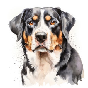 Schweizer Sennenhund Clipart | 10 hochwertige JPG | Scrapbooking, Kartengestaltung, Digital Paper Craft | Kommerzielle Nutzung Digitaler Download