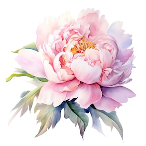 Clipart fleur de pivoine | 10 JPG de haute qualité | Scrapbooking, fabrication de cartes, création de papier numérique | Utilisation commerciale | Téléchargement numérique