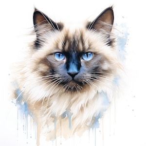 Clipart chat de Birmanie | 10 fichiers JPG de haute qualité | Scrapbooking, fabrication de cartes, création numérique en papier | Utilisation commerciale | Téléchargement numérique