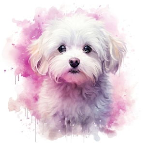 Clipart maltese ad acquerello / 10 JPG di alta qualità / Scrapbooking, Creazione di cartoline, Mestiere di carta digitale / Uso commerciale / Download digitale