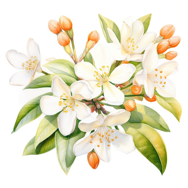 Orange Blossom Flower Clipart | 10 High Quality JPG | Scrapbooking, Card making, Digital Paper Craft | Commercial Use | Digital Download