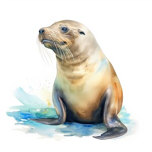 May include: A watercolour illustration of a sea lion, featuring a light brown coat and dark flippers. The sea lion is depicted on a blue and turquoise watercolour wash, against a white background. The sea lion is looking upwards and to the left.