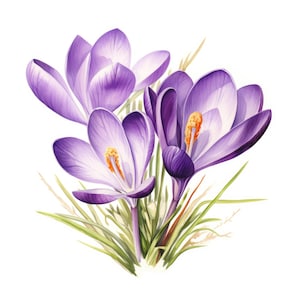 Peut inclure: Une peinture à l'aquarelle d'un bouquet de crocus violets avec des feuilles et des tiges vertes.