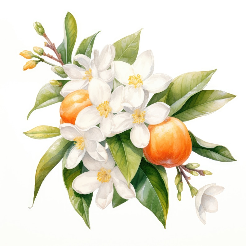 Orange Blossom Flower Clipart 10 High Quality JPG Scrapbooking, Card ...