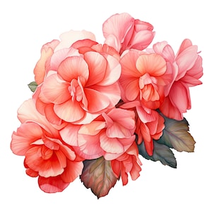 Begonia Flower Clipart / 10 JPG de alta calidad / Scrapbooking, Fabricación de tarjetas, Artesanía de papel digital / Uso comercial / Descarga digital