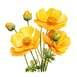 Clipart fleur de renoncule | 10 JPG de haute qualité | Scrapbooking, fabrication de cartes, création de papier numérique | Utilisation commerciale | Téléchargement numérique